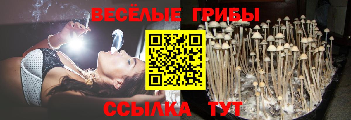 Псилоцибиновые грибы Psilocybine cubensis  Пушкино  Псилоцибиновые грибы ЛСД 